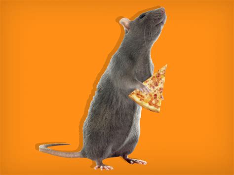 Pizza rat video in subway goes viral - Business Insider