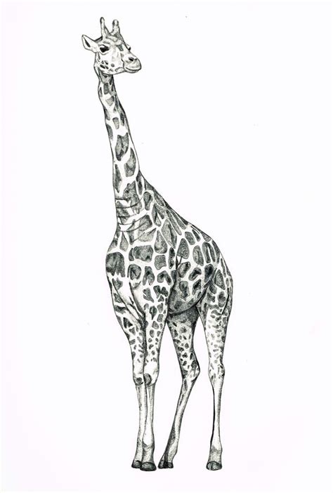 Image result for giraffe pencil sketch | Giraffe art, Giraffe drawing ...