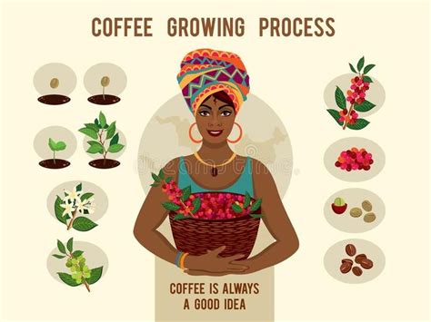 Process of planting and growing a coffee tree poster. Coffee growing process. Af , #ad, #tree, # ...