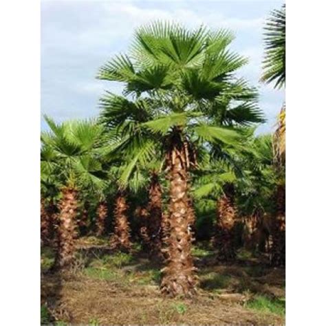 Washington palm Trees 28-36'