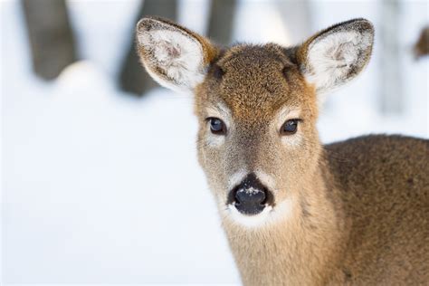 white-tail-deer-snow - Oak Creek Whitetail Ranch