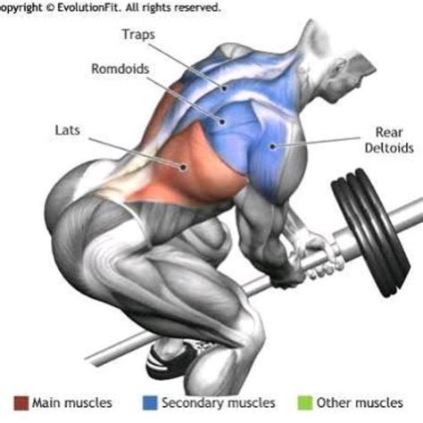 T Bar Rows by Gaurav Kumar - Exercise How-to - Skimble