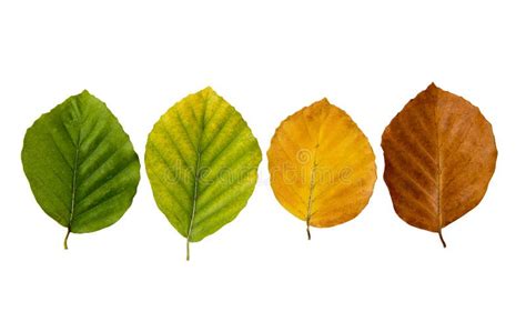 Plant senescence stock image. Image of autumn, foliage - 10571693