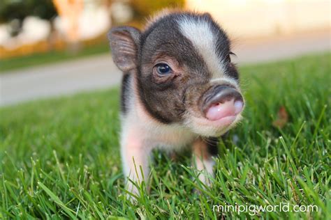 Micro Teacup Pig Full Grown