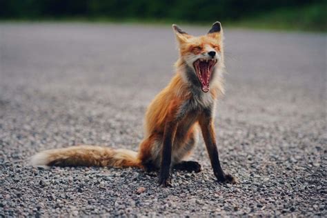 8 Yawning Foxes That Have Better Things To Do - All Things Foxes