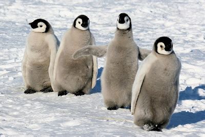 The Penguin Perspective: Getting to Know the Emperor Penguins