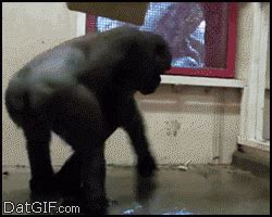 Spinning-monkey GIFs - Get the best GIF on GIPHY