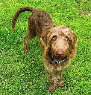 Weimardoodle (Weimaraner Poodle Mix) Info, Temperament, Training, Puppies, Pictures