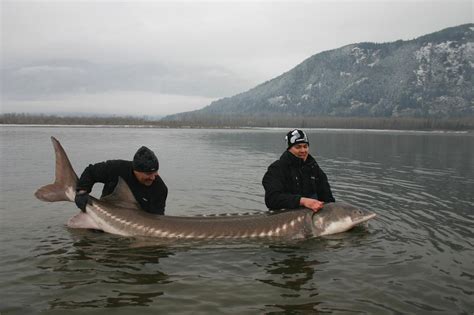 Big Fishes of the World: STURGEON WHITE (A. transmontanus)