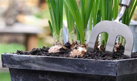 When to plant daffodils: 'Ideal' time to grow 'quick and easy' spring flowers | Express.co.uk