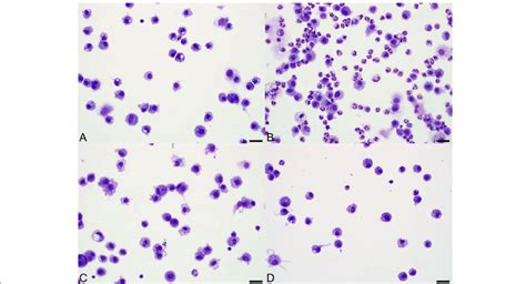 Cytology of bronchoalveolar lavage fluid from 2 calves, sampled before... | Download Scientific ...