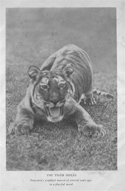 Princeton University Archives (princetonarchives: Tiger Tuesday: It’s ...