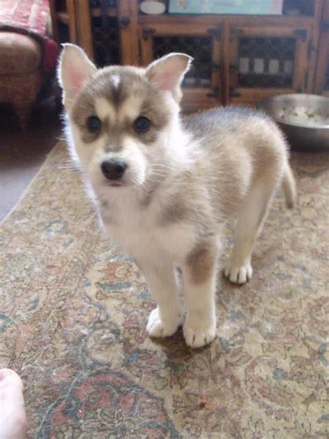 Northern Inuit Dog Info, Temperament, Puppies, Pictures