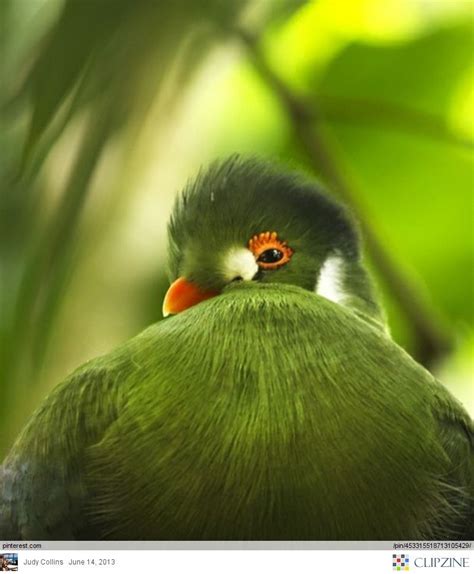 Enchanting Forest | Green bird, Pet birds, Bird