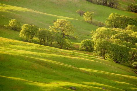 HD wallpaper: Lush Green, trees, nature, fields, 3d and abstract ...