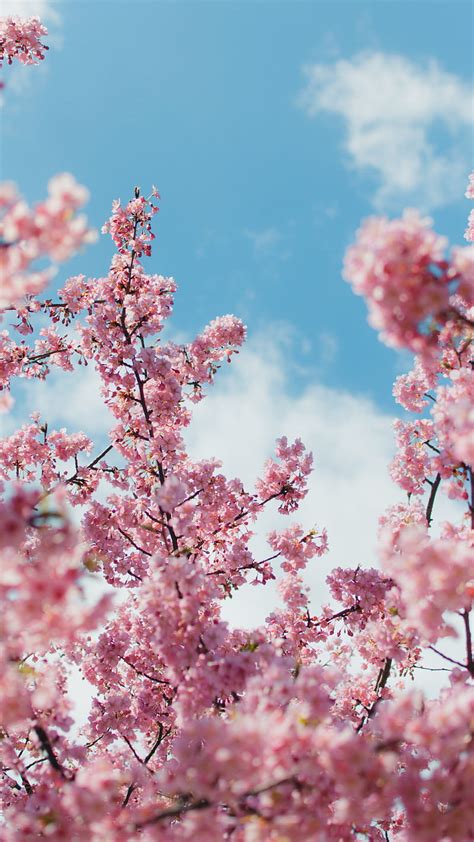 Cherry blossom plant, cherry blossom, flower, sky, pink, HD phone wallpaper | Peakpx