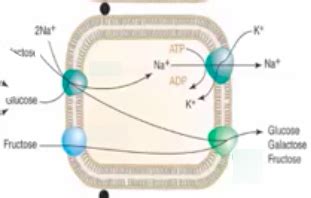 Glucose uptake Diagram | Quizlet