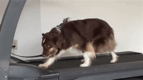 Treadmill Dog GIFs - Find & Share on GIPHY