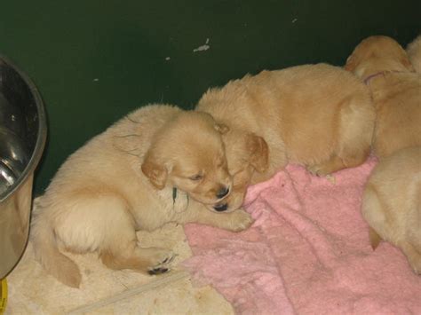 Golden Retriever puppies 3 by Tari-Stock on DeviantArt