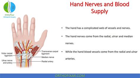 Hand Nerves And Blood Supply | OrthoFixar 2024