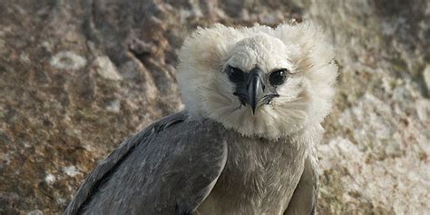 Rare Harpy Eagle Found in the Amazon | HuffPost