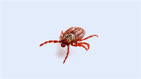 Can You Bomb a House for Ticks? | Important Facts - Pest Samurai