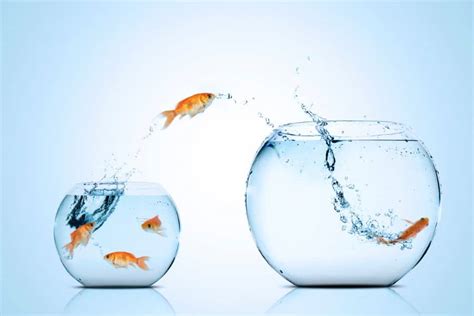 7 Reasons Why Do Fish Jump out Of Tank - AC Aquarium Life