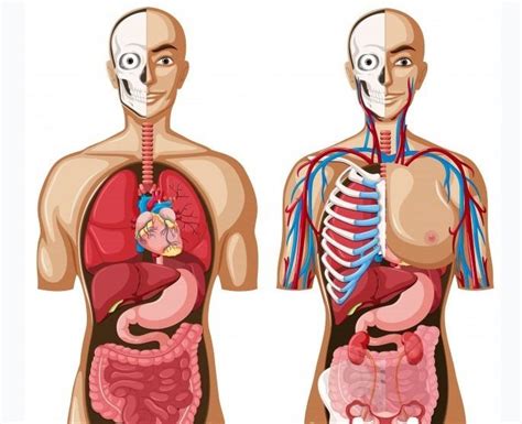 Anatomía y fisiología humana | Mind Map