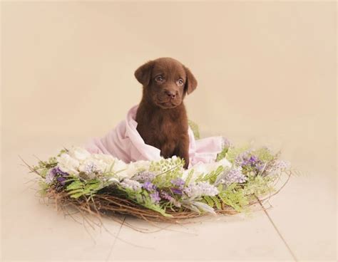 20 This Adorable Newborn Puppy Photo Shoot Will Make Your Heart Melt ...