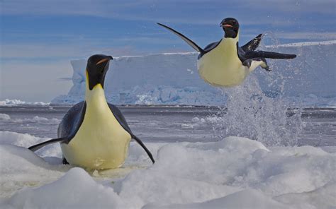 Download Snow Ice Playing Emperor Penguin Animal Penguin HD Wallpaper