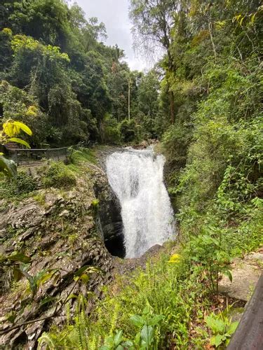 10 Best Hikes and Trails in Springbrook National Park | AllTrails