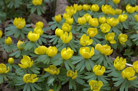 Eranthis hyemalis (Winter Aconite, Winter Hellebore, Winter Wolf's Bane) | North Carolina ...