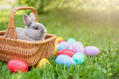Images Of Easter Bunny