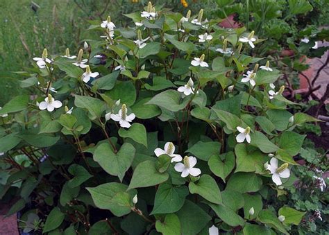 Houttuynia cordata (Chameleon Plant, Rainbow Plant) | North Carolina ...