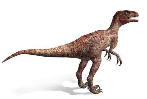 Dromaeosaurus Pictures, Facts, Classification, Adaptation and Behavior