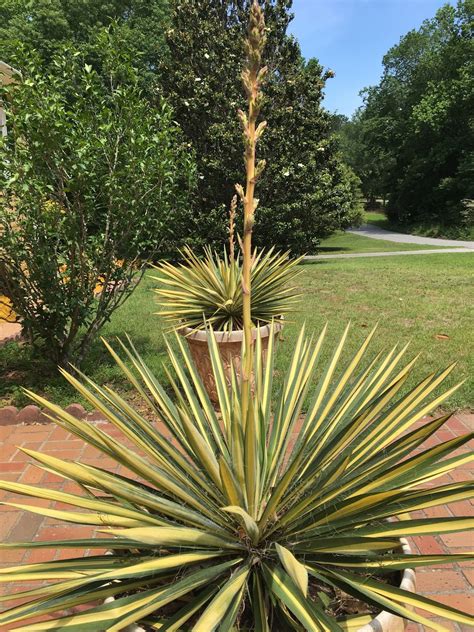 MARIETTE'S BACK TO BASICS: Variegated Yucca Lily Blooming