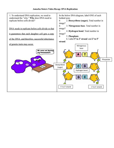 Amoeba Sisters Dna Replication Worksheet - Printable Word Searches