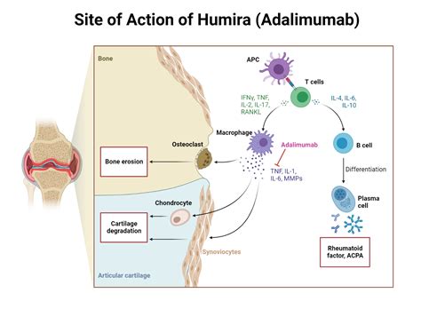 Humira Mechanism Of Action