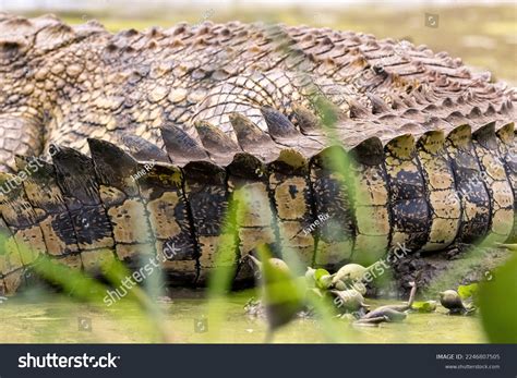 Crocodile Camouflage: Over 2,936 Royalty-Free Licensable Stock Photos | Shutterstock