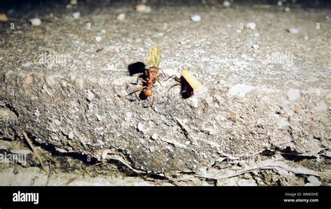 Ants Carrying Leaves Stock Photo - Alamy