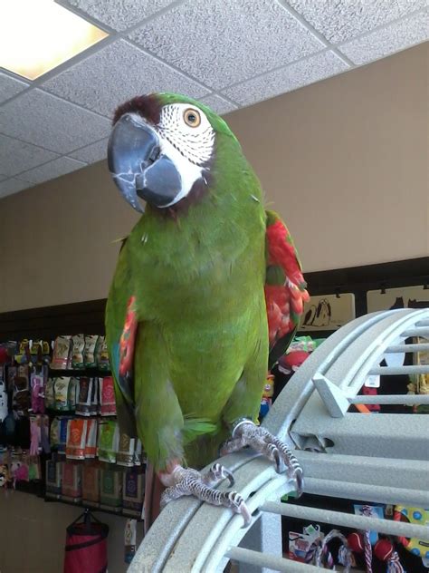 Pixie Severe Macaw available for adoption Florida Parrot Rescue ...