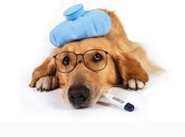 Canine Influenza outbreak