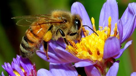 Honeybees Get More Action Than You Do – Zero Equals Two!