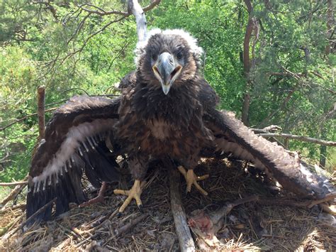 Juvenile white-tailed sea eagles stay longer in their parental territory than nest protection ...