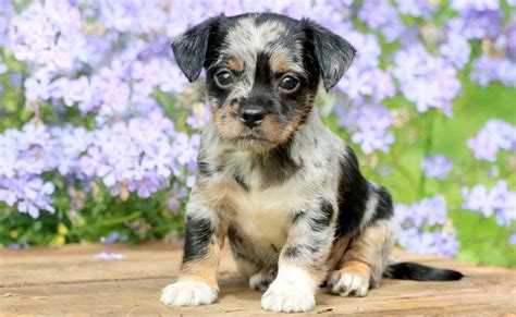 Chihuahua Mix Puppies for Sale - Keystone Puppies