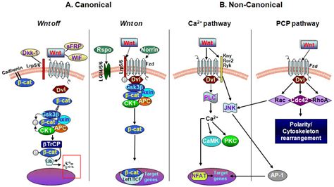 IJMS | Free Full-Text | Wnt/β-Catenin Signaling Pathway Governs a Full Program for Dopaminergic ...