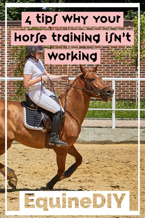 4 Tips For Why Your Horse Training Techniques Aren’t Working