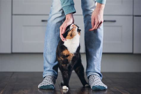 Tripod Cats: The Complete Guide to Caring for a Three-Legged Cat