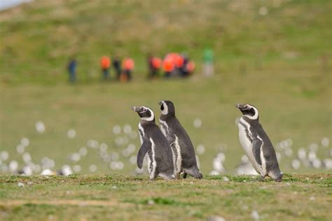 Punta Arenas: Walk with Penguins on Magdalena & Marta Island in Chile