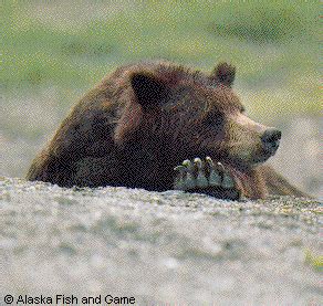 Black Bear Hunting in Alaska., Alaska Department of Fish and Game